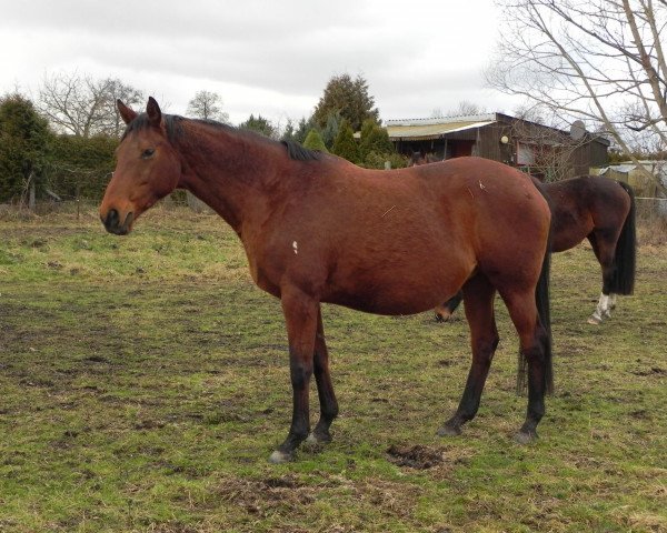 broodmare Madonna (Hanoverian, 2001, from Markus Deak xx)