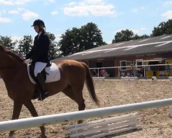 dressage horse Roxanne 146 (unknown, 1997, from Unbekannt)