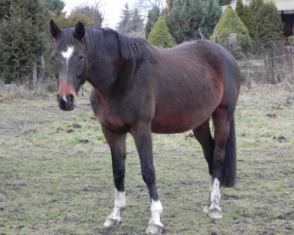 broodmare Cosima (Hanoverian, 2002, from Contendro I)