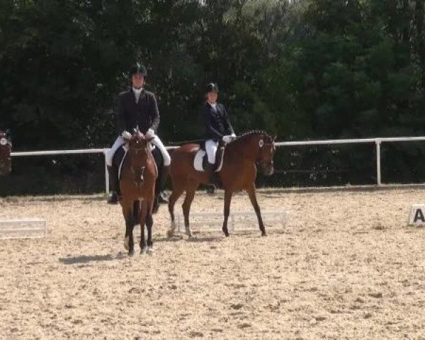 broodmare Pauline 388 (German Riding Pony, 2006, from FS Pour l'Amour)