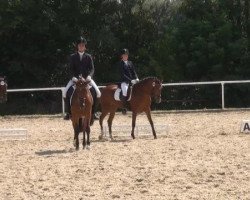broodmare Pauline 388 (German Riding Pony, 2006, from FS Pour l'Amour)