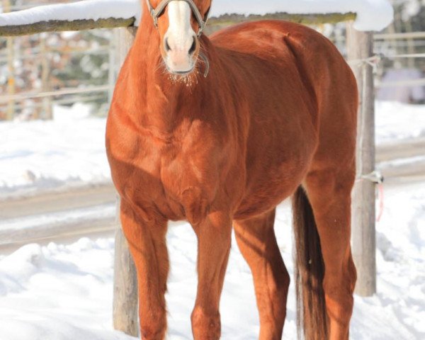 Pferd Number One R (KWPN (Niederländisches Warmblut), 1995, von Indorado)