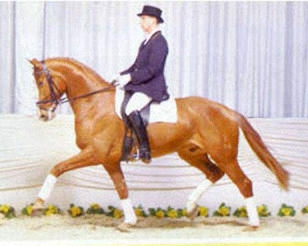 Deckhengst Boss (Hannoveraner, 1984, von Bolero) Deckhengst Boss (Hannoveraner, 1984, von Bolero)