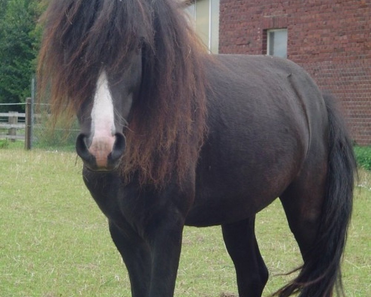 Deckhengst Lucky (Dt.Part-bred Shetland Pony,  )
