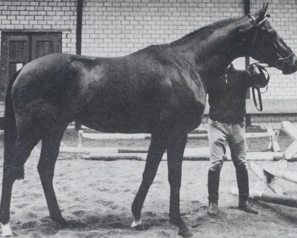 Deckhengst Thymian xx (Englisches Vollblut, 1965, von Menes xx)