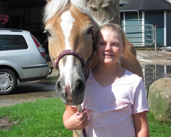 jumper Nando 459 (Haflinger, 1995, from Nerzer)