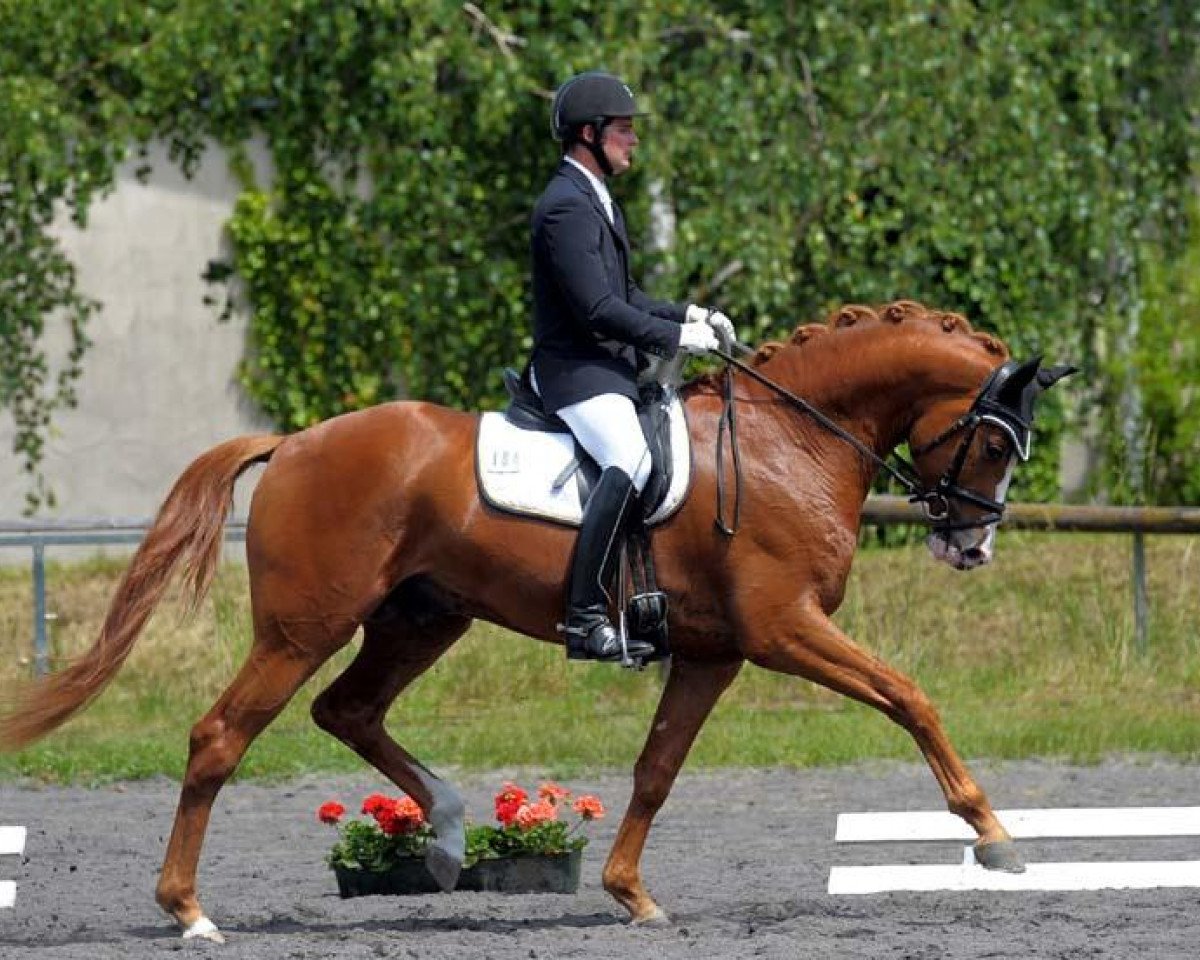 stallion Lago d'Oro (Bavarian, 2009, from Lord Sunshine 2)