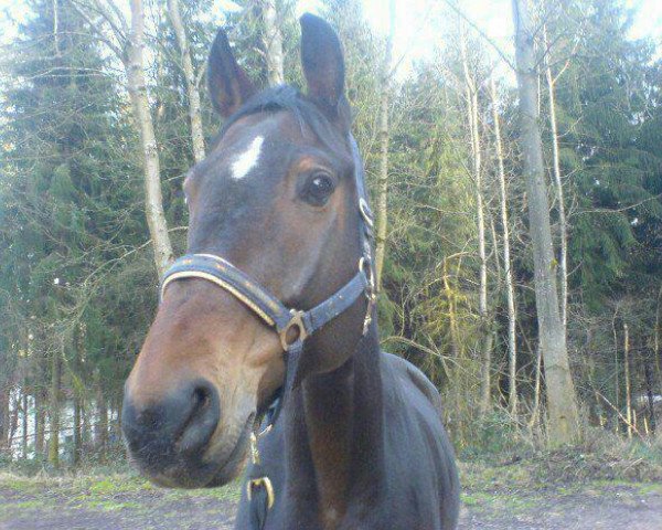 horse Fandango 175 (Oldenburg, 1997, from Feinbrand DVH 555)
