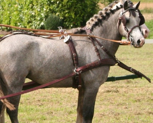Pferd Ben 352 (Welsh Pony (Sek.B), 2004, von Wildzang's Sunstar)