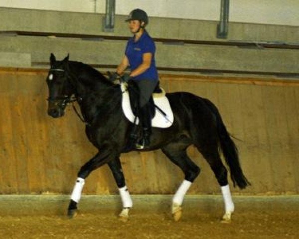 dressage horse Serano (Bavarian, 2006, from Seven Up)