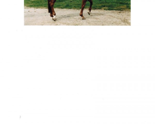 broodmare Noisettes III (Selle Français, 1979, from Et Hop AA)