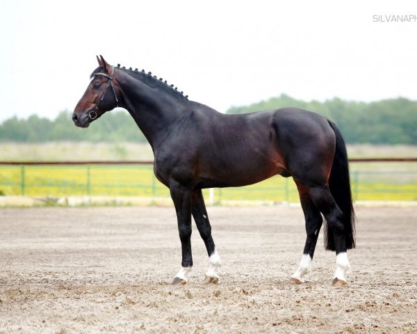 stallion Volkonsky (Hanoverian, 2007, from Now Or Never M)