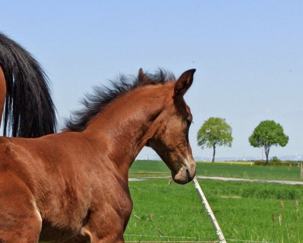 horse Carla Granita (Hanoverian, 2022, from Chaccothage Blue PS)