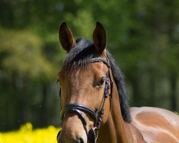 Springpferd Hacienda 22 (Deutsches Sportpferd, 2015, von Quando 61)