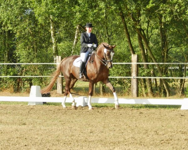 dressage horse Fazzino (Westphalian, 2002, from Florestan I)