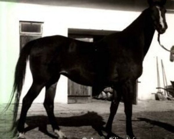 Zuchtstute Helga xx (Englisches Vollblut, 1966, von Marcel xx)