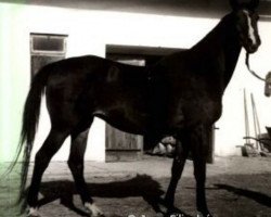 broodmare Helga xx (Thoroughbred, 1966, from Marcel xx)