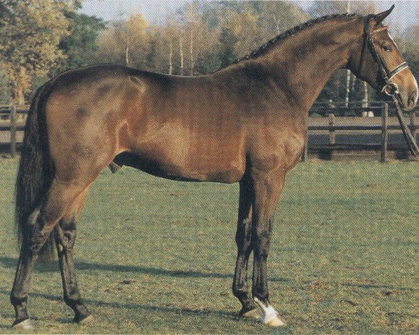 stallion Aletto (Holsteiner, 1987, from Athlet Z)