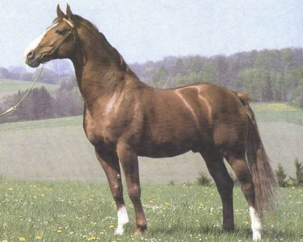 stallion Fruehlingsklang (Rhinelander, 1970, from Frühlingsduft I) stallion Fruehlingsklang (Rhinelander, 1970, from Frühlingsduft I)
