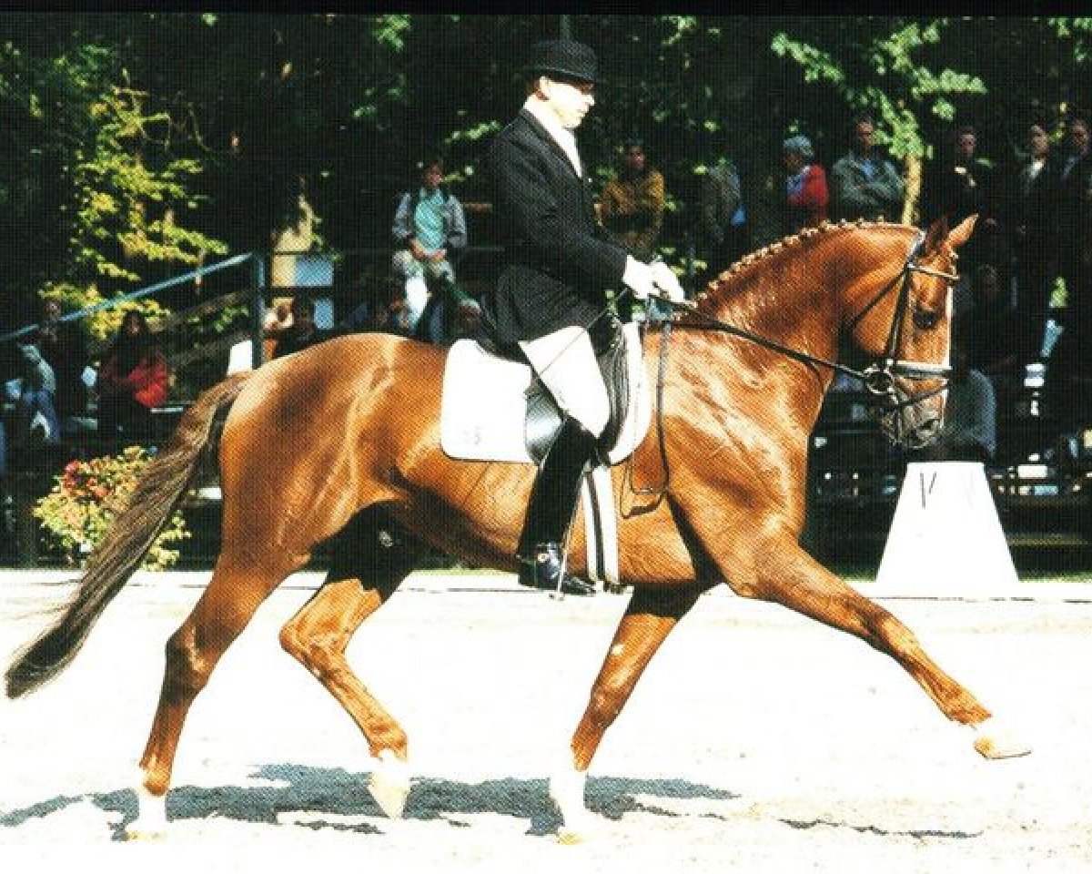 stallion Decarpentry (Oldenburg, 1995, from Don Primero)