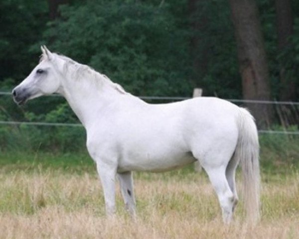 broodmare Schneekoenigin (Hanoverian, 1993, from Singular Joter)