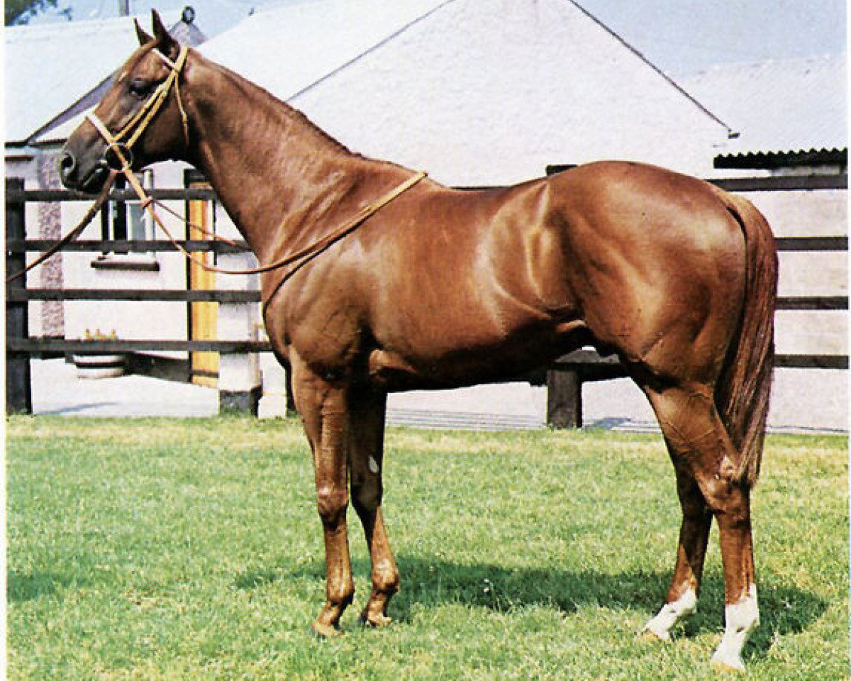 Deckhengst Crowned Prince xx (Englisches Vollblut, 1969, von Raise A Native xx)