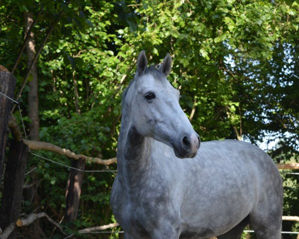 jumper Quassini (Holsteiner, 2012, from Quidam de Revel) jumper Quassini (Holsteiner, 2012, from Quidam de Revel)