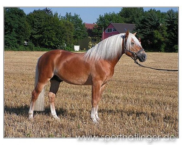 stallion Alaves (Haflinger, 2001, from Amsterdam)