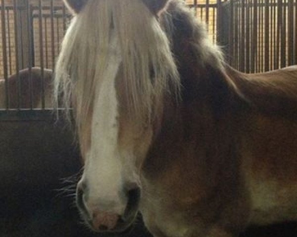 broodmare Liane (Haflinger, 2000, from Alpruf)
