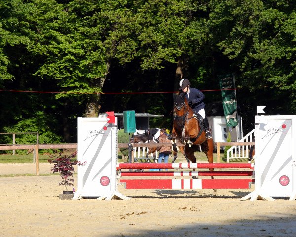 jumper San Calimero xx (Thoroughbred, 2013, from Kamsin xx)