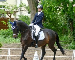 Dressurpferd Dunja G (Hannoveraner, 2015, von Don Index)