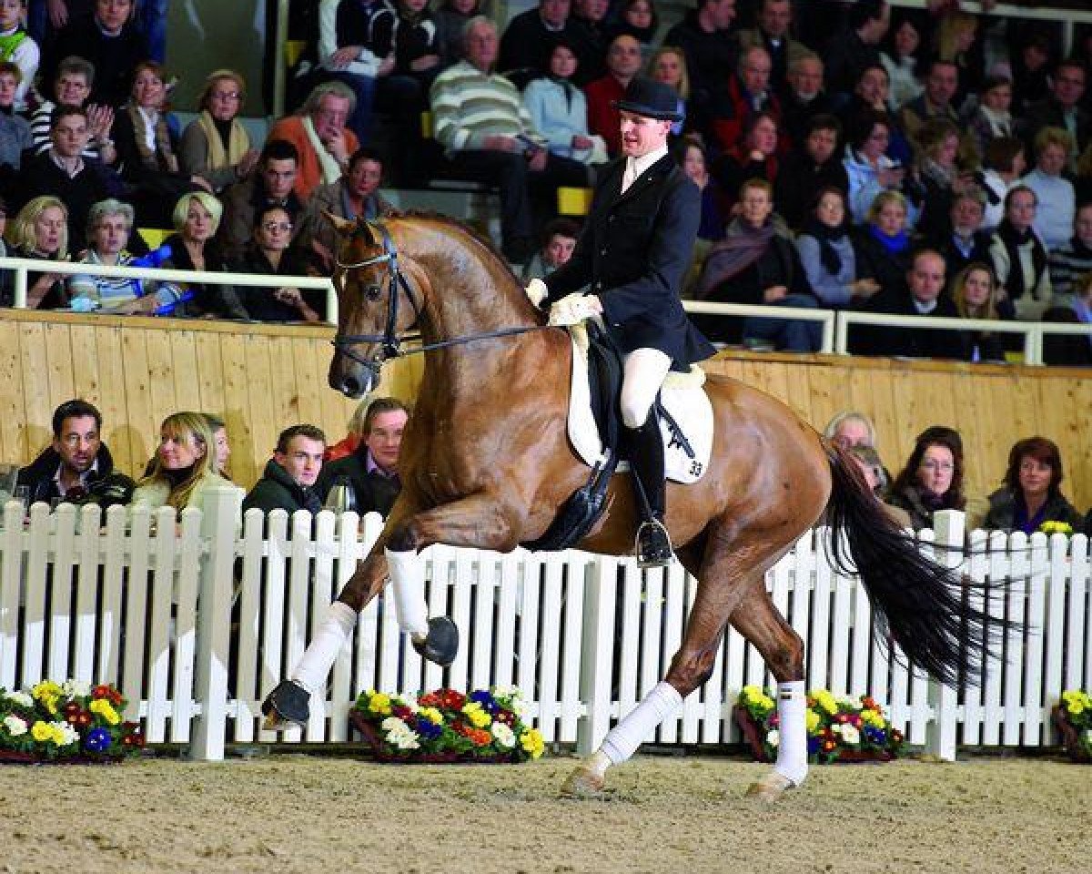stallion Boston (KWPN (Royal Dutch Sporthorse), 2006, from Jazz)