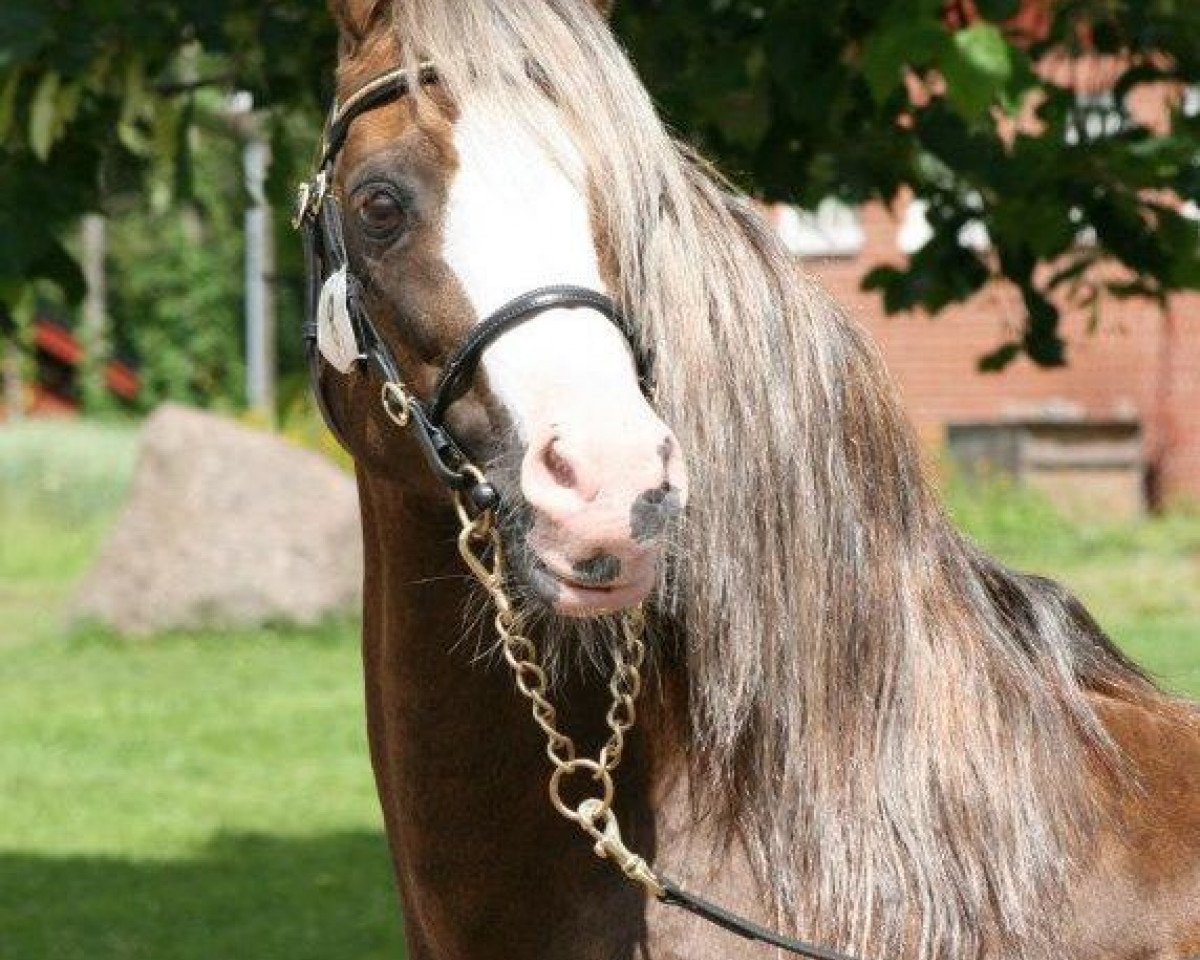 Stallion Fourwinds FlashJack (Welsh Cob (Sec. C),  , from Neuaddparc Welsh King)