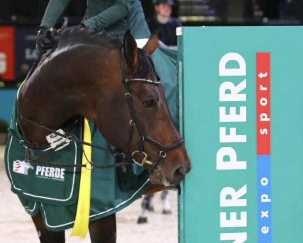 stallion Caversal (Holsteiner, 2008, from Carrico)