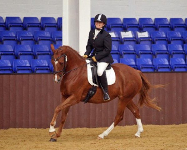 Broodmare Glanhayl Red Sonia (Welsh Partbred, 2007, from Fourwinds FlashJack)