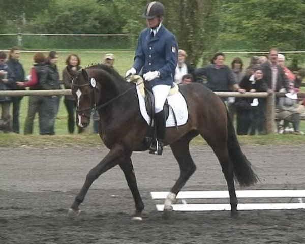 horse Helion (Bavarian, 2005, from Hudson) horse Helion (Bavarian, 2005, from Hudson)