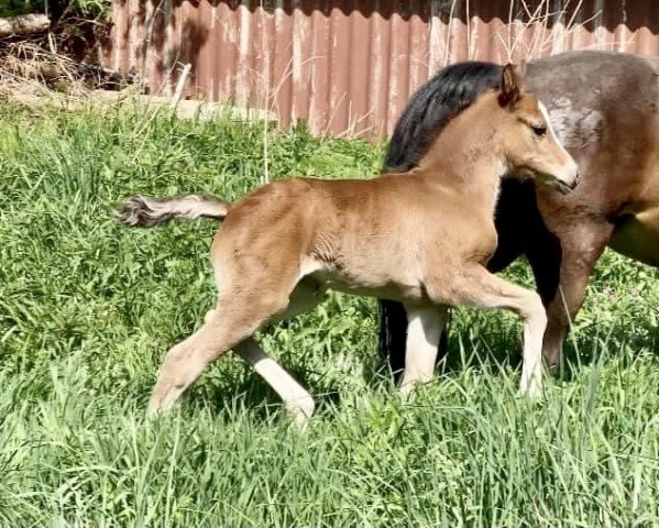 Zuchtstute Malou‘s Golden Girl (Westfale, 2022, von Golden Grey NRW)