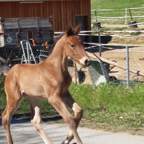 Deckhengst Schokodream (Westfale, 2022, von Sir Escolar)