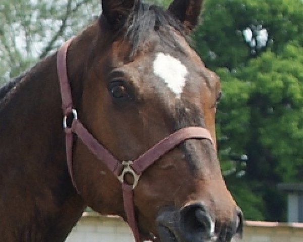 jumper Lopez 30 (Hanoverian, 1999, from Landstreicher)