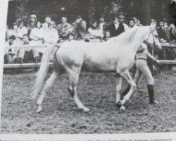 stallion Dakari ox (Arabian purebred, 1971, from Dardir 1959 ox)