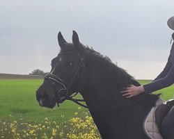 jumper Cate 15 (Holsteiner, 2017, from Cartiano 3)