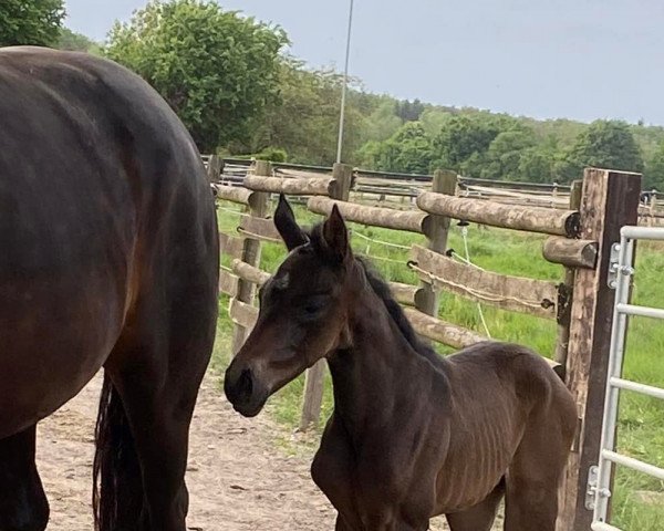 broodmare Trudi Weissena (Oldenburg, 2022, from Total McLaren)