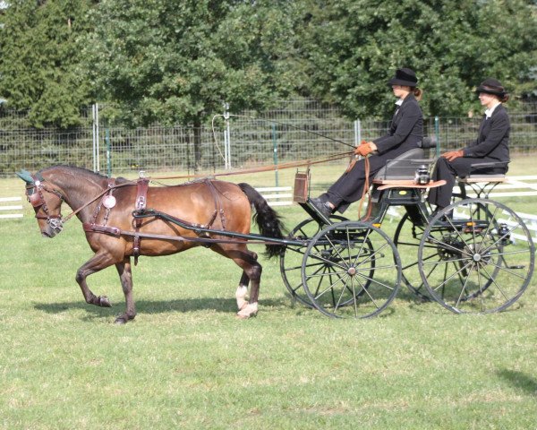horse Mogli (New Forest Pony, 2003, from Mambo Moscan)