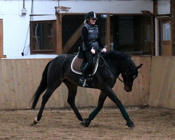 dressage horse Kutscher WE (German Riding Pony, 2008, from Kennedy WE)