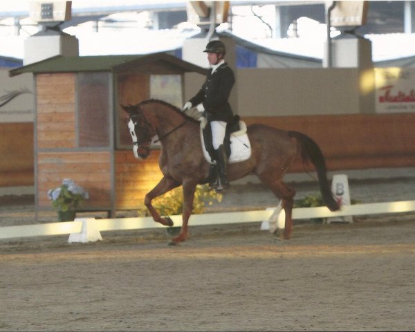 horse Dippel dei Castellani (Italian Warmblood, 2009, from Don Diamond)