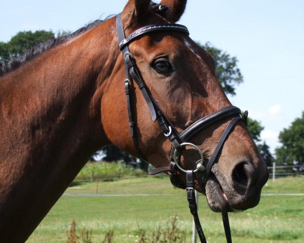horse Eluna (Westphalian, 2008, from El-Im-Cal xx)