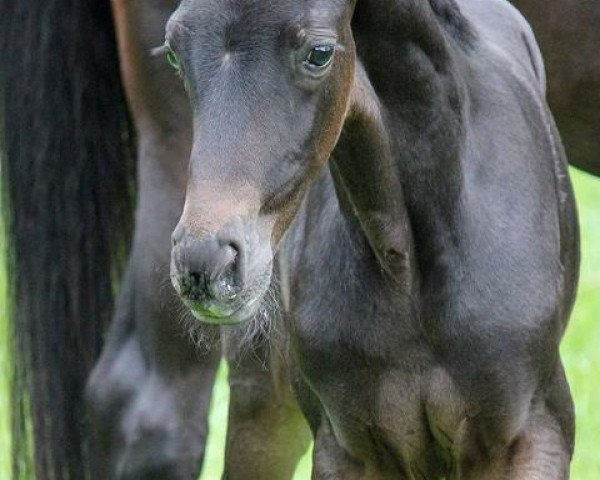 horse Taranis 6 (Oldenburg, 2012, from Totilas)