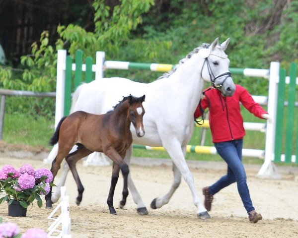 Pferd Golden Diamond K (Deutsches Reitpony, 2022, von Golden Grey NRW)