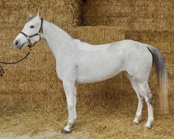 horse Free'chti des Fees (Arab half breed / Partbred, 2015, from Djin Lotois ox)