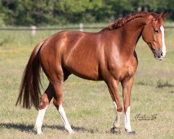 dressage horse Frida Gold 31 (Rhinelander, 2014, from Fürst Fohlenhof)